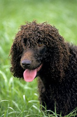 İrlanda Suyu Spaniel, Yetişkin Köpek Portresi  