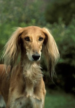 Saluki Köpek, Yetişkin Portresi  