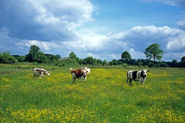 Normandy Cow, Domestic Cattle in Calvados    clipart