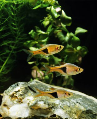 Harlequin Rasbora, rasbora heteromorpha  