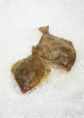 Taze Brill, skoptalmus Buzda eşkenar dörtgen 