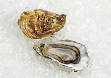 Fransız Marennes d 'Oleron İstiridyeleri, ostrea edulis on Ice  