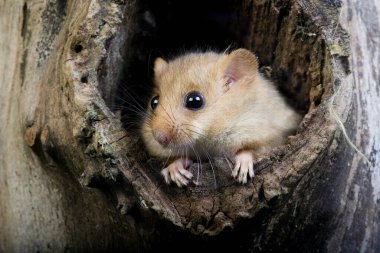 Fındık faresi, muskardinus avellanarius, Yuva, Normandiya  