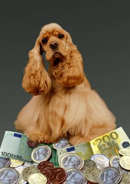 Amerikan Cocker Spaniel, Evcil Hayvan Fiyatı  