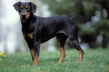Alman Pinscher Köpeği Çimlerin üzerinde duruyor     