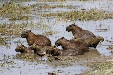 Capybara, hydrochoerus hydrochaeris, Swamp, Los Lianos, Venezuela 'daki grup.  
