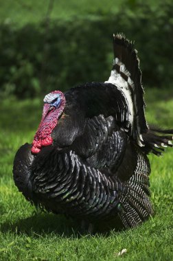 American Bronze Turkey, meleagris four allopavo, Tüyleriyle sergilenen erkek, Plumage 'ini gösteriyor  