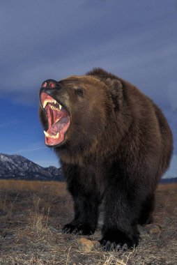 Kodiak Ayısı, ursus arctos middendorffi, Açık Ağızlı, Savunma Duruşu, Alaska 