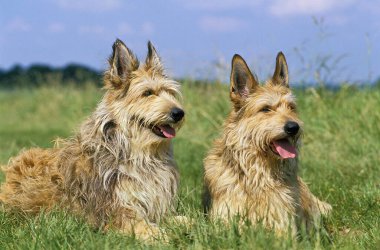 Picardy Çoban Köpeği Çimlerin üzerinde yatıyor  