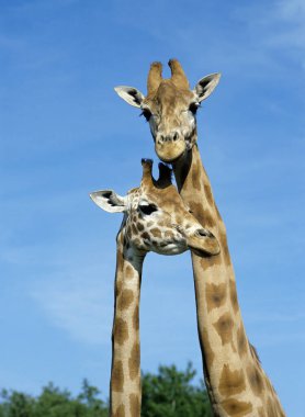 Rothschild's Giraffe, giraffa camelopardalis rothschildi   clipart