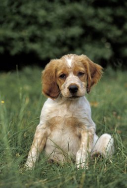 Brittany Spaniel Köpek, Köpek Çimenlerde oturuyor  