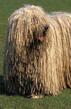 Komondor Köpeği Çimlerin üzerinde duruyor   