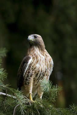 Kırmızı - kuyruklu şahin, Şahin jamaicensis    