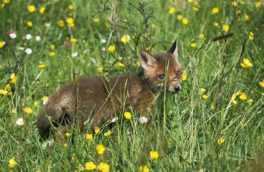 Kızıl Tilki, Vulpes vulpes, Çiçekli Yavru, Normandiya  