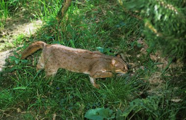Paslı Benekli Kedi, Prionailurus Rubiginosus, Yetişkin 