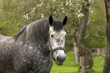 Percheron Taslak Atları, bir Fransız Türü.   