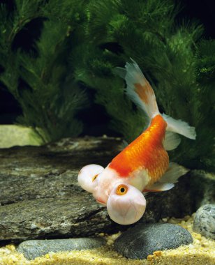 Baloncuk Gözlü Japon Balığı, karasik auratus 