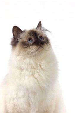 Çikolata Birmanya Kedisi Beyaz Arkaplan 'a Karşı    