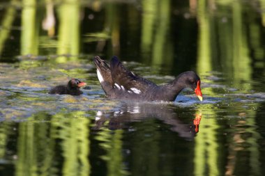Common Moorhen or European Moorhen, gallinula chloropus, Adult and Chick standing on Pond, Normandy  clipart