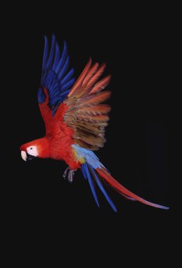 Kırmızı-ve-Yeşil Macaw, ara kloroptera, Yetişkin Uçuyor  