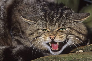 Avrupa Yaban Kedisi, Felis Silvestris, Yetişkin Hırıltısı, Açık Ağızlı  