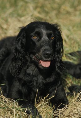 Mavi Picardy Spaniel Köpek çimlerin üzerinde yatıyor 