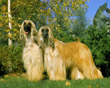 Afghan Hound, Dog standing on Lawn   clipart