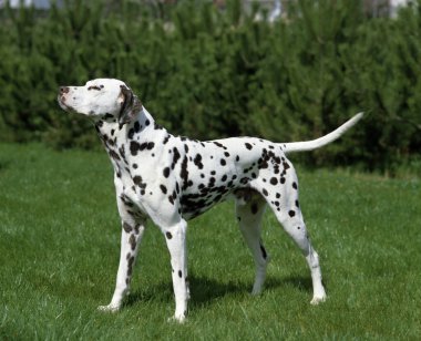 Çimlerin üzerinde duran Dalmaçyalı Köpek   