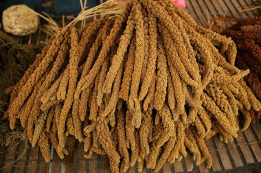 İtalyan ya da Tilki Kuyruklu Millet, setaria italica, Kuşlar için Gıda, Paris 'teki Ile de la City' de Kuş Pazarı  