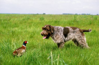Korthal Köpeği ya da Tel Saçlı Griffon Köpeği Avcılığı   
