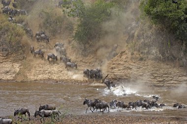 Blue Antilop, connochaetes taurinus, Herd Geçidi Göç sırasında, Kenya 'daki Masai Mara Parkı  