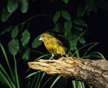 Harz Canary or Song Canary, serinus canaria     clipart