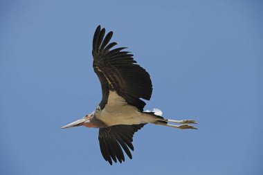 Marabou Stork, leptoptilos crumeniferus, Yetişkin Uçuşu, Kenya Masai Mara Parkı  