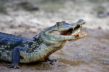 Gözlüklü Caiman, Timsah, Nehirde Balık Yakala, Venezuela 'da Los Lianos 