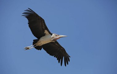 Marabou Stork, leptoptilos crumeniferus, Yetişkin Uçuşu, Kenya Masai Mara Parkı  