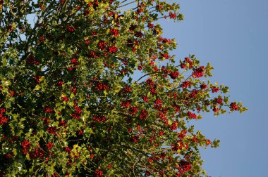 Avrupalı Holly, ilex aquifolium ile Red Berries, Normandiya  