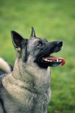 Portrait of Norwegian Elkhound Dog   clipart
