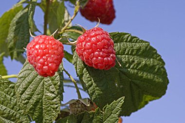 Ahududu, rubus idaeus, Normandiya  