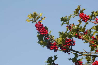 Avrupalı Holly, ilex aquifolium ile Red Berries, Normandiya  