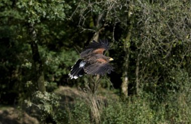 Harris Hawk, Uçarken Parabuteo Unicinctus 