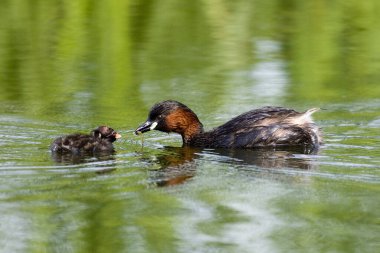 Küçük Grebe, taşibaptus ruficollis, Piliçle Yetişkin, Normandiya 'da Gölet  