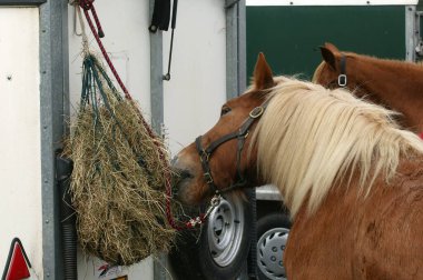 Draught Horse saman yiyor. 