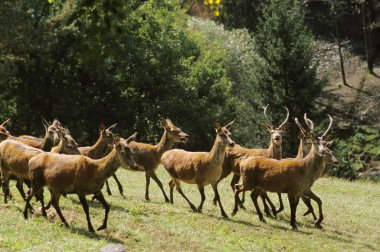 Kırmızı Geyik, Cervus Elaphus, Herd  