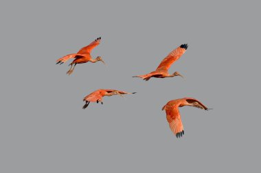 Scarlet Ibis, Eudocimus Ruber, Uçuş Grubu, Los Lianos, Venezuela  