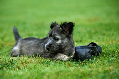 Skye Terrier, Pup Shoe ile oynuyor 