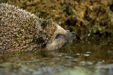 European Hedgehog, erinaceus europaeus, Adult crossing Water, Normandy   clipart