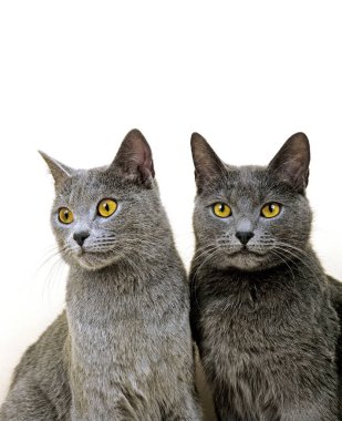 Beyaz Arkaplana Karşı Chartreux Evcil Kedisi 