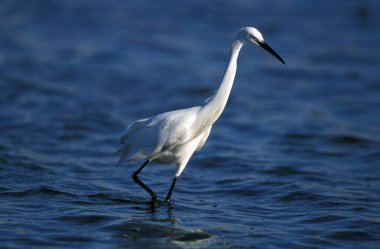 Egret, egretta garzetta, Yetişkin, Namibya  