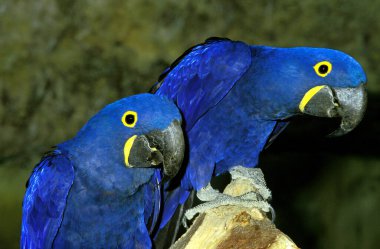 히 아 신 스 잉 꼬, anodorhynchus hyacinthinus  