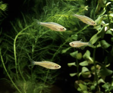 İnci Danio, brachydanio albolineatus   